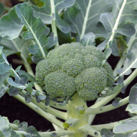 Монако F1 семена капусты брокколи средней 80-85 дн. 1,5-2 кг (Syngenta)