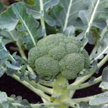 Монако F1 семена капусты брокколи средней 80-85 дн. 1,5-2 кг (Syngenta)