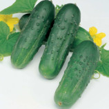 Октопус F1 семена огурца корнишона пчел. раннего 45-48 дн. 6-9 см (Syngenta)