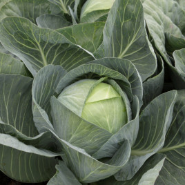 Сторидор F1 семена капусты б/к поздней 130-135 дн. 3,2 кг окр. (Syngenta)