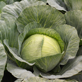 Тореодор F1 семена капусты б/к средней 80-85 дн. 3-4 кг окр. (Syngenta)