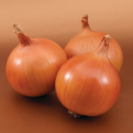 Братко F1 семена лука репчатого (Syngenta)