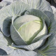 Професор F1 насіння капусти б/к середньопізньої (Syngenta)