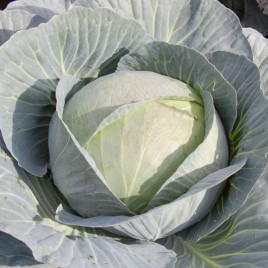 Професор F1 насіння капусти б/к середньопізньої (Syngenta)
