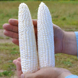Гласиал F1 семена кукурузы суперсладкой Sh2 средней 76-77 дн. белой (Syngenta)