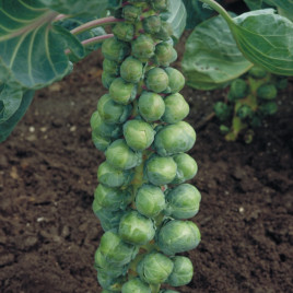 Абакус F1 семена капусты брюссельской средней 110-115 дн. (Syngenta)