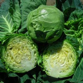 Кевин F1 семена капусты б/к ультраранней 50-52 дн. 1,3-1,8 кг окр. (Syngenta)