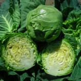 Капуста Кевін F1 