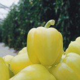 Перець Блонді F1