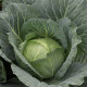 Капуста белокочанная Глория Стар F1