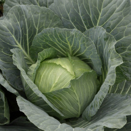 Капуста белокочанная Глория Стар F1