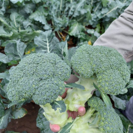 Капуста броколі Макларен F1 