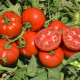 Томат Терра Котта F1