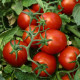 Томат Чіблі F1