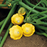 Патисон Санбурст F1 