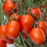 Бакалар F1 семена томата индет. раннего слив. 130-140 гр. красн. (Syngenta)