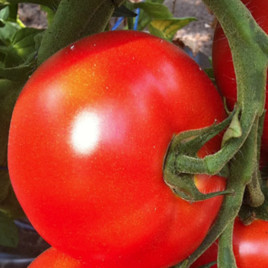 Белфорт F1 семена томата индет (Enza Zaden)