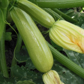 Ардендо F1 семена кабачка (Enza Zaden)