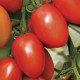 Гранадеро F1 семена томата индет (Enza Zaden)