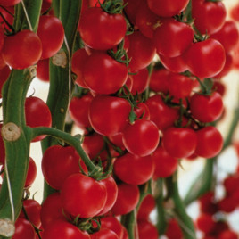 Томат Сакура F1 