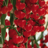 Томат Сакура F1 