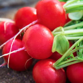 Селеста F1 семена редиса (калибр 3-325 мм) (Enza Zaden)
