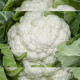 Новария F1 семена капусты цветной (Enza Zaden)