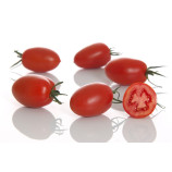 Океано F1 семена томата индет. среднераннего слив. 140-160 гр. красный (Sakata)