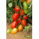 Океано F1 насіння томату індет. середньораннього слив. 140-160 гр. червоного (Sakata)