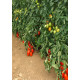 Океано F1 насіння томату індет. середньораннього слив. 140-160 гр. червоного (Sakata)