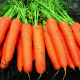 Морква Карібу F1 (2,0-2,2) 