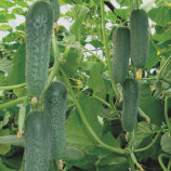 семена огурца гуннар f1