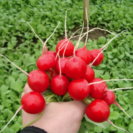 Виенна F1 семена редиса (Enza Zaden)