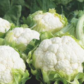 Синерджи F1 (Синержи) семена капусты цветной средней 70-75 дн. 1,5-2 кг бел. (Enza Zaden)