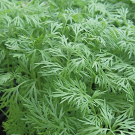 Елла насіння кропу (Enza Zaden)