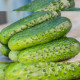 семена огурца дерия f1