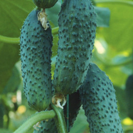 Дерия F1 семена огурца корнишона партенокарп. среднего 50 дн. 12 см (Enza Zaden)