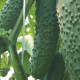 семена огурца седрик f1