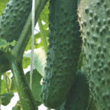 семена огурца седрик f1