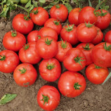 Лоджейн F1 насіння томату дет. середньораннього 160-200 гр (Enza Zaden)