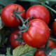 Лоджейн F1 насіння томату дет. середньораннього 160-200 гр (Enza Zaden)
