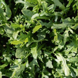 Триция семена рукколы (Enza Zaden)