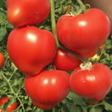 Арон F1 (Ерон F1) насіння томата індет. раннього 240-260 гр. червоний (Enza Zaden)