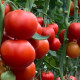 Арон F1 семена томата индет. раннего с носик. 240-260 гр. красный (Enza Zaden)