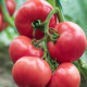 Томат Перугіно F1 