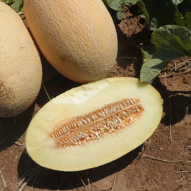 Дакаро F1 насіння дині типу Ананас (Enza Zaden)