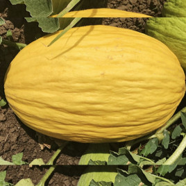 Егназіо F1 насіння дині 3-5 кг (Enza Zaden)