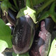 Блек Перл F1 семена баклажан раннего удл.-цил. 300 гр. (Enza Zaden)
