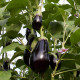 Блек Перл F1 семена баклажан раннего удл.-цил. 300 гр. (Enza Zaden)