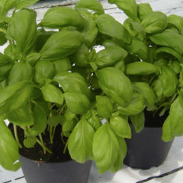 Кира семена базилика тип Геновезе темно-зел. (Enza Zaden)